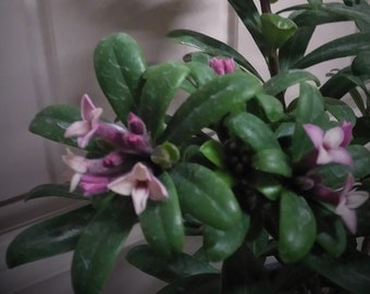 Fragrant Eternal Evergreen Daphne