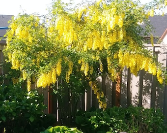 Golden Chain Tree Seed Kit - Sunshine Yellow Flowers