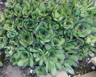 Heartfelt Hen & Chicks