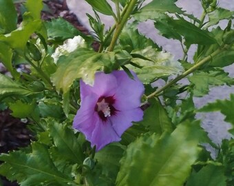 Ravishing Pink Purple Rose of Sharon
