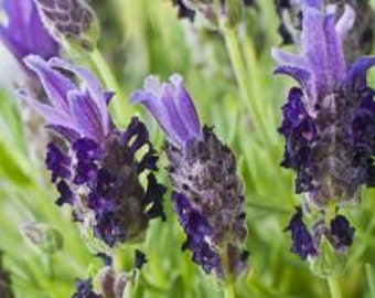 Country Fields Lavender Lavendula