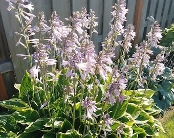 Heavenly Hosta Green Varigated