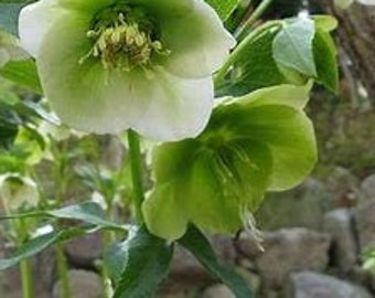 Mint Green Lenten Snow Rose Mint Frost Christmas Rose