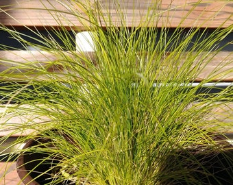 Graceful Mexican Feather Grass