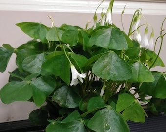 Lucky Leprechaun Shamrock Oxalis
