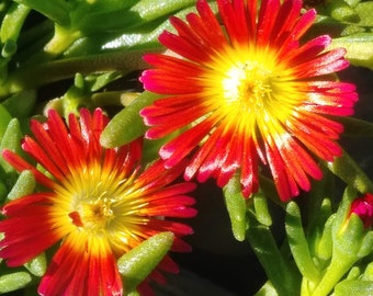 Pink Orange Sunset Surprise Plant flower blooms succulents cactus plants sun rose sunflower