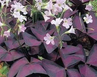 Lucky Leprechaun Shamrock Oxalis