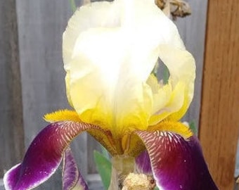 Tall Bearded Iris Mix Bulbs - Perennial, Mixed Color (4 Bulbs)