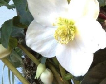 Bright White Angel Lenten Rose