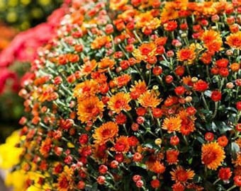 Chrysanthemums