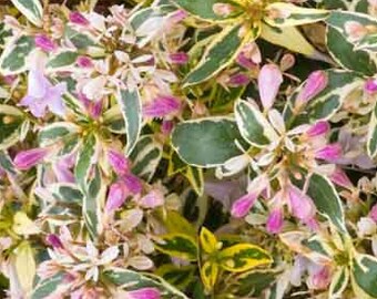 Artistic Abelia