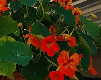 Sunset Orange Blaze Nasturtium Seed Kit