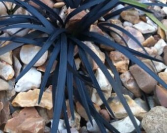 Black Beauty Mondo Plant