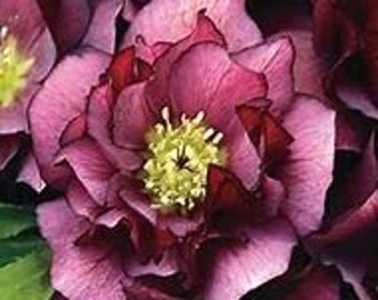 Breathtaking Purple Winter Lenten Rose