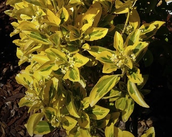 Golden Yellow Variegated Euonymus