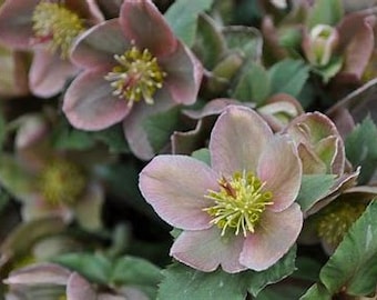 Spring Surprise Lenten Rose