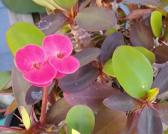 Classic Crown of Thorns