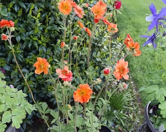Beauty Orange Geum