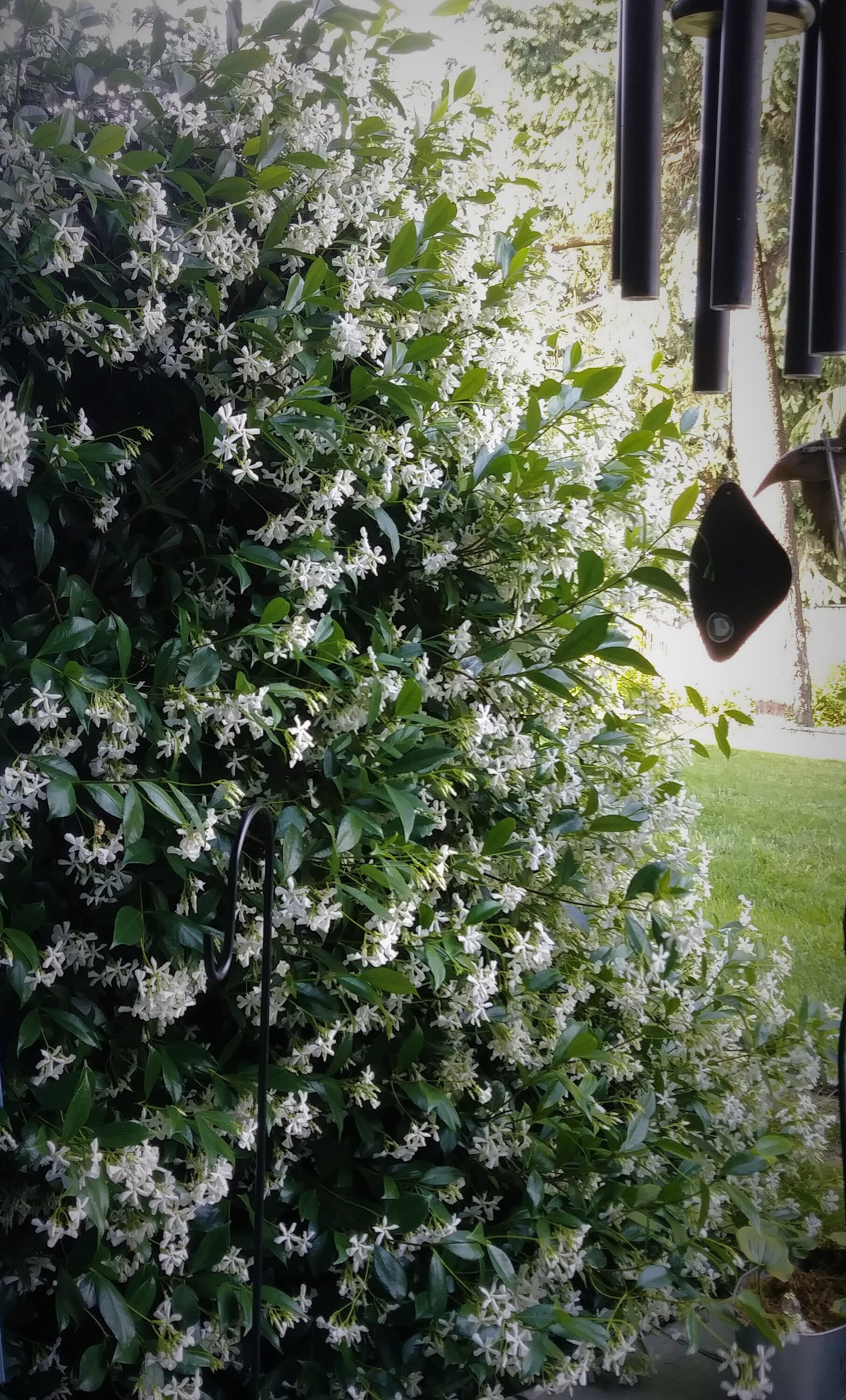 SweetScented Star Jasmine Vine Perennial Plant Etsy