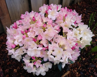 Soft Pink Color Star Rhododendron