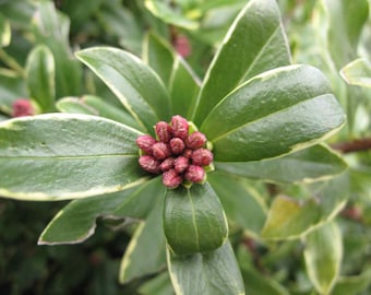 Sweet Fragrant Daphne