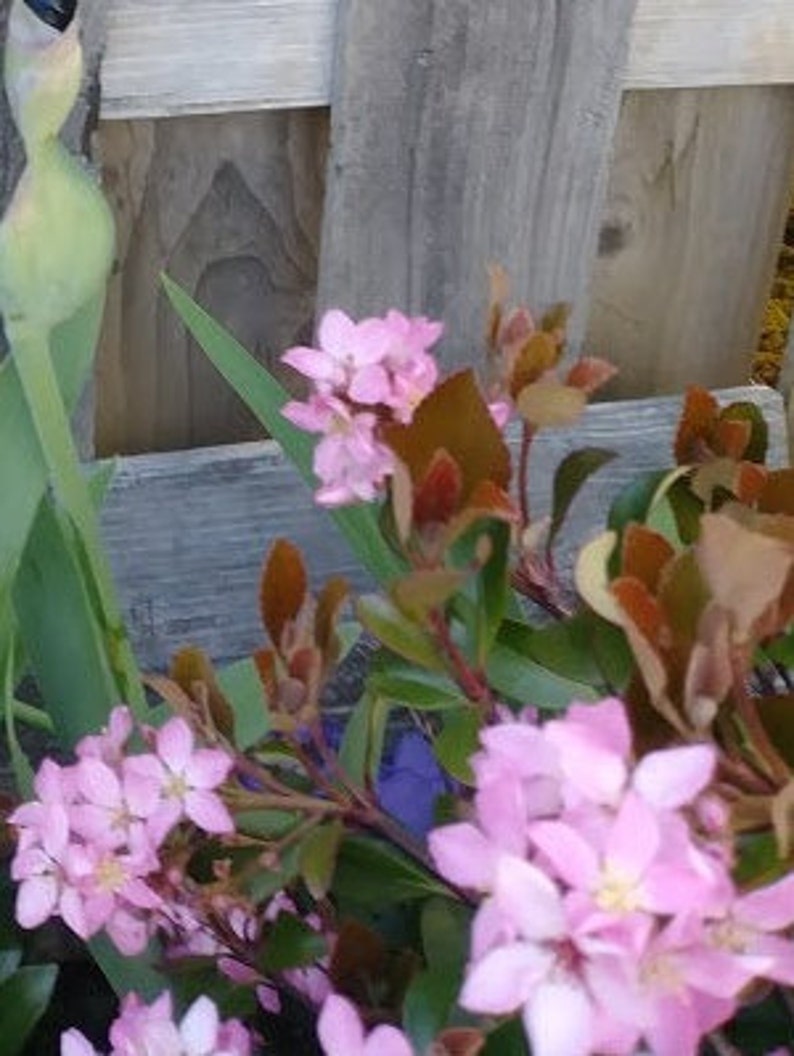 Pink Dancer Hawthorn Rhaphiolepis India Hawthorn Hawthorn Etsy