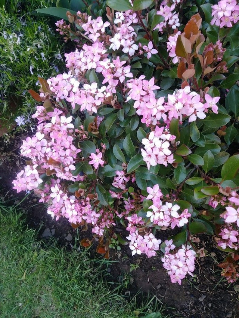 Pink Dancer Hawthorn Rhaphiolepis India Hawthorn Hawthorn Etsy