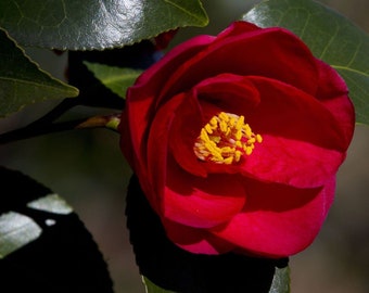 Red Kiss Camellia