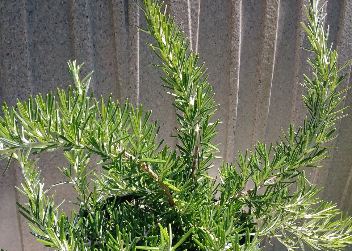 Foxtail Trailing Rosemary Fresh Flowering Rosemary Herb Patio Etsy