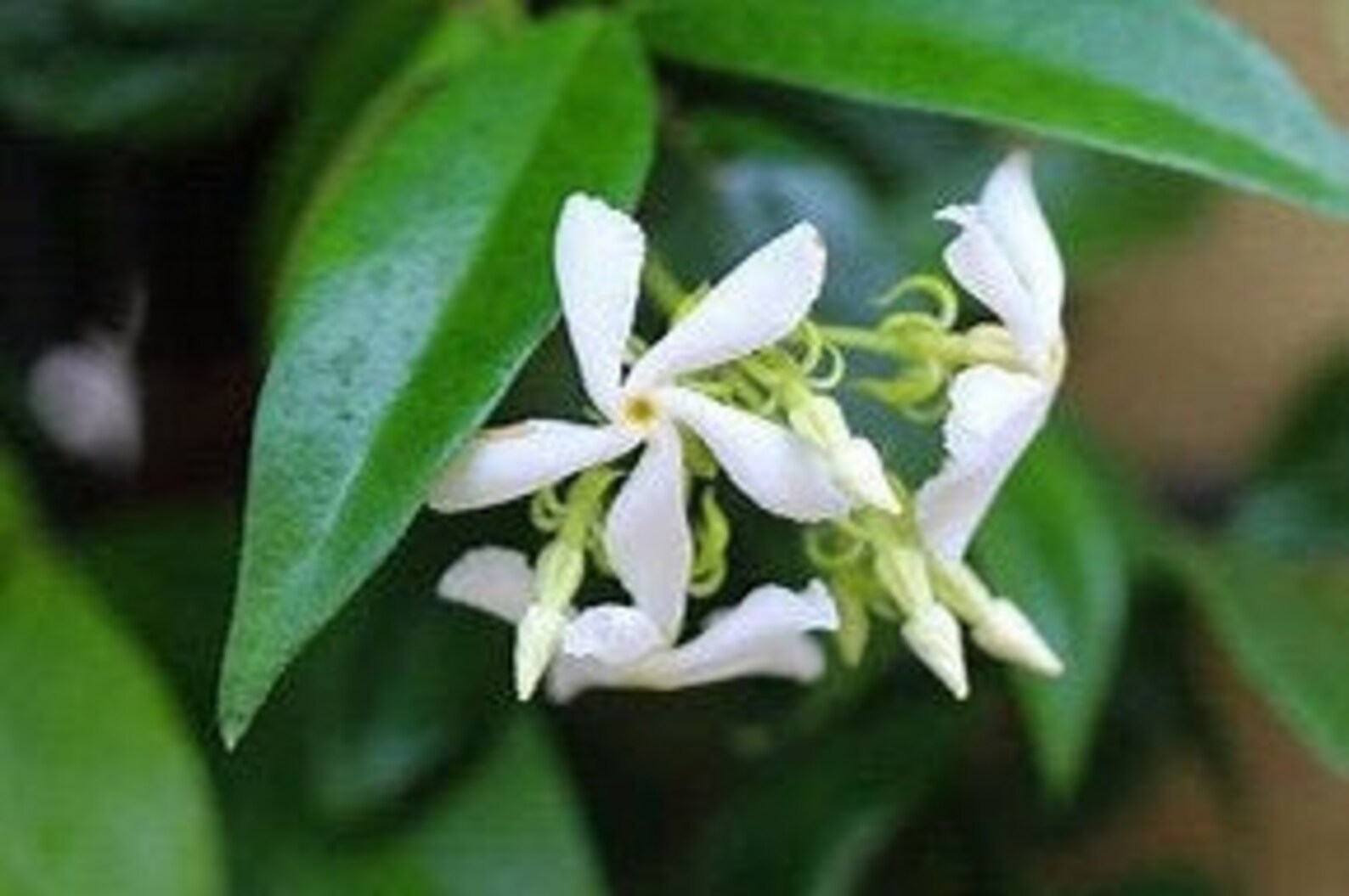 SweetScented Star Jasmine Vine Perennial Plant Etsy