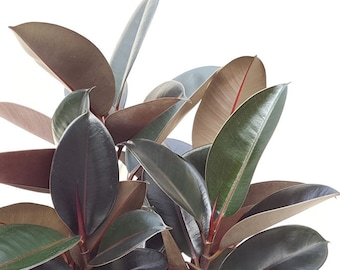 Botanical Indoor Live Beautiful Plant