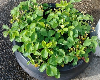 Strawberry Bare Root Starts, Super Sweet