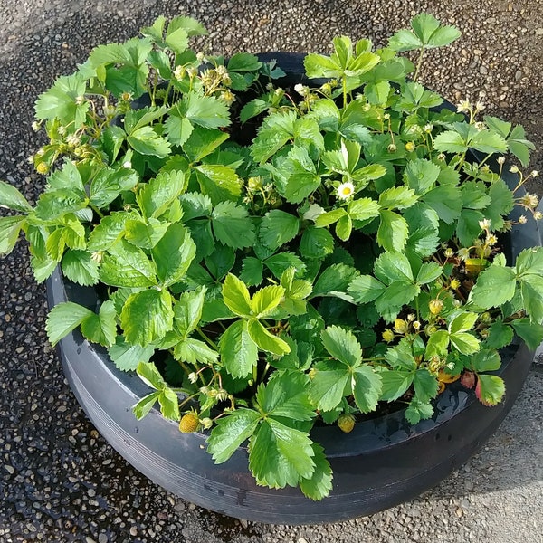 Strawberry Starts, Ever-sweet, Ever-bearing Strawberry, Bare Root Plants - Super Sweet. 10 root starts per order.