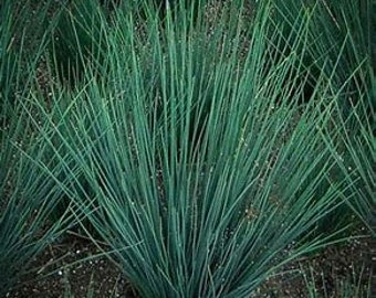 Blue Dart Ornamental Grass – Evergreen Wetland Plant, 6" Container