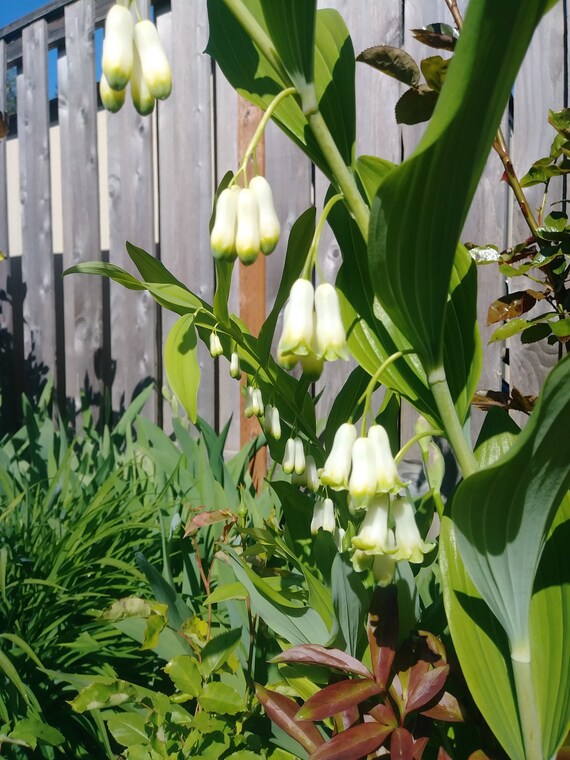 Lily Of The Valley Solomon S Seal Bell Flower Herb Bulbs Etsy Lily Of The Valley Solomon S Seal Bell Flower Herb Bulbs Etsy