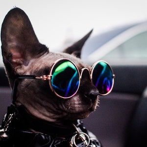 Cat Sunglasses