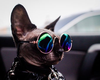 Lunettes de soleil de chat