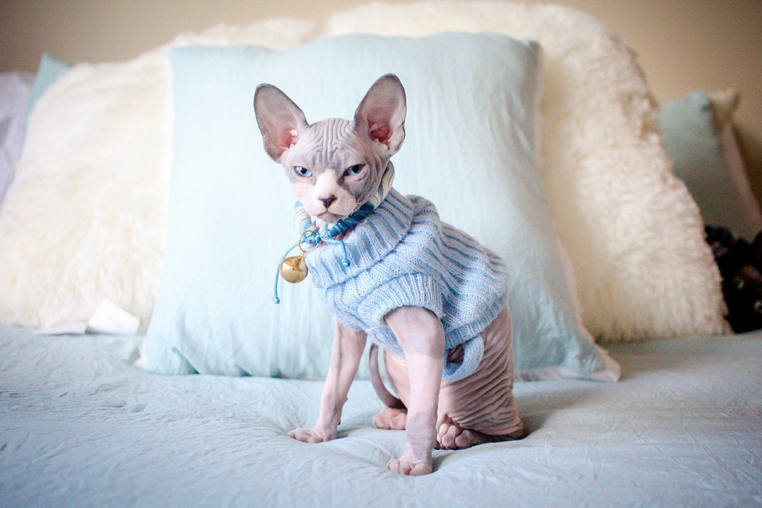 Kitten sweaters hotsell