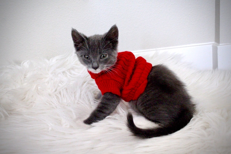 SUPER Tiny Kitten Sweaters for Sphynx Cats - Etsy
