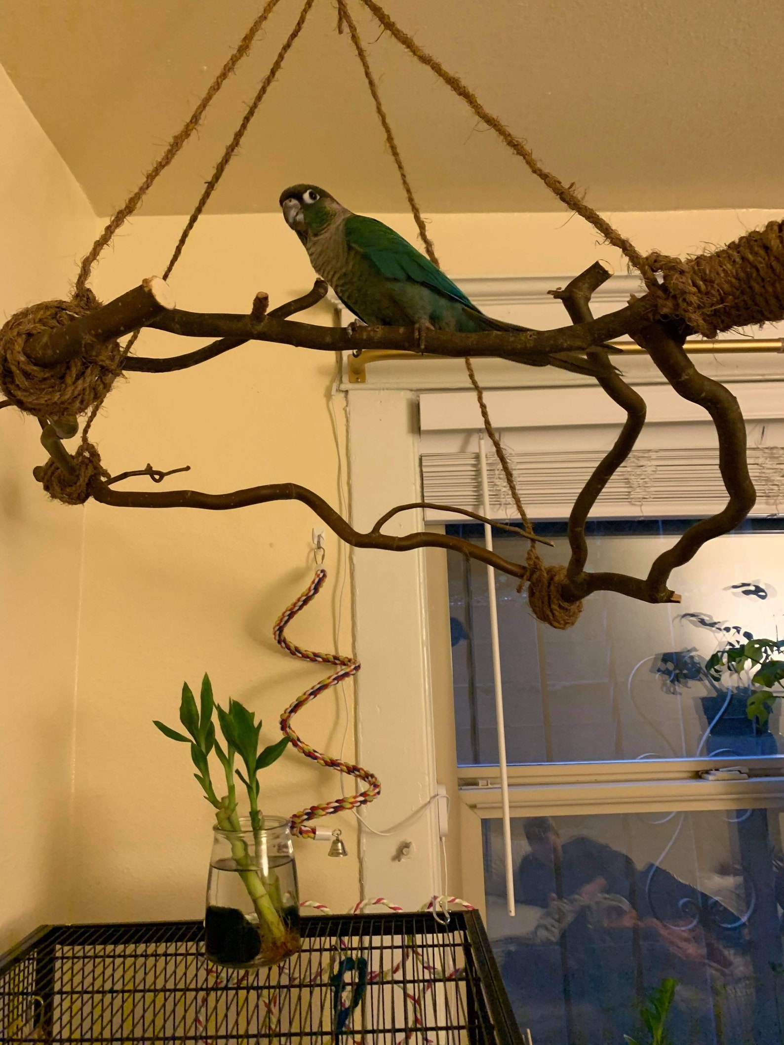 Bird hanging stand parrot perch for conure cockatiel Quaker Etsy