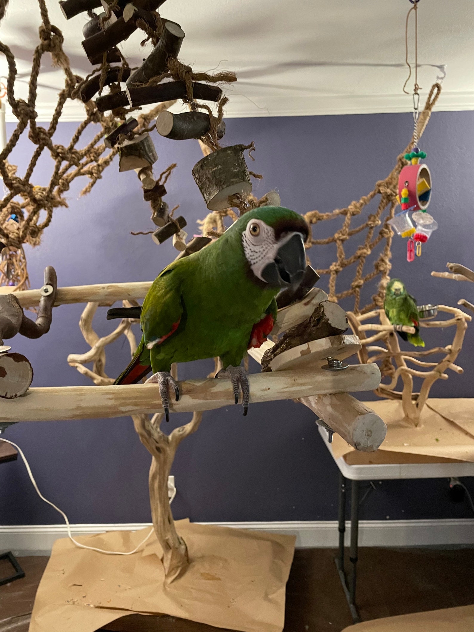 Natural Wood Hanging Parrot Bird Stand or Play Gym for Macaw Etsy