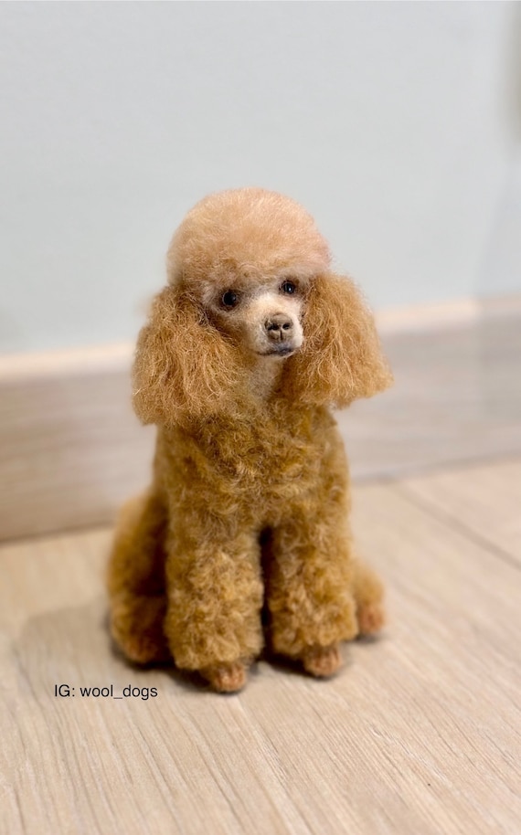 Toy Poodle Cuts With Short Ears Male Groomer Combing Black