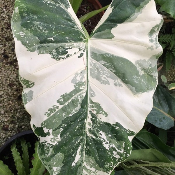 Alocasia Macrorrhiza Variegata