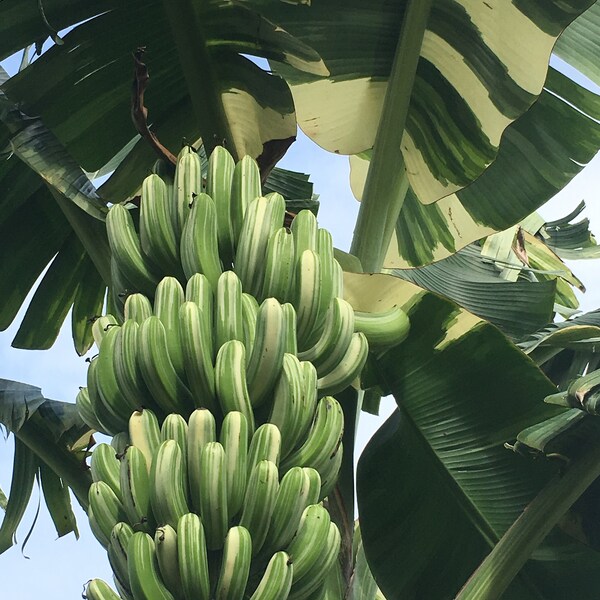 Banana Tree White Variegated 'Ae Ae'