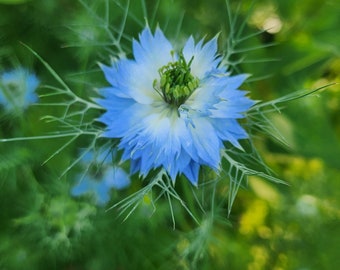 Love in a Mist