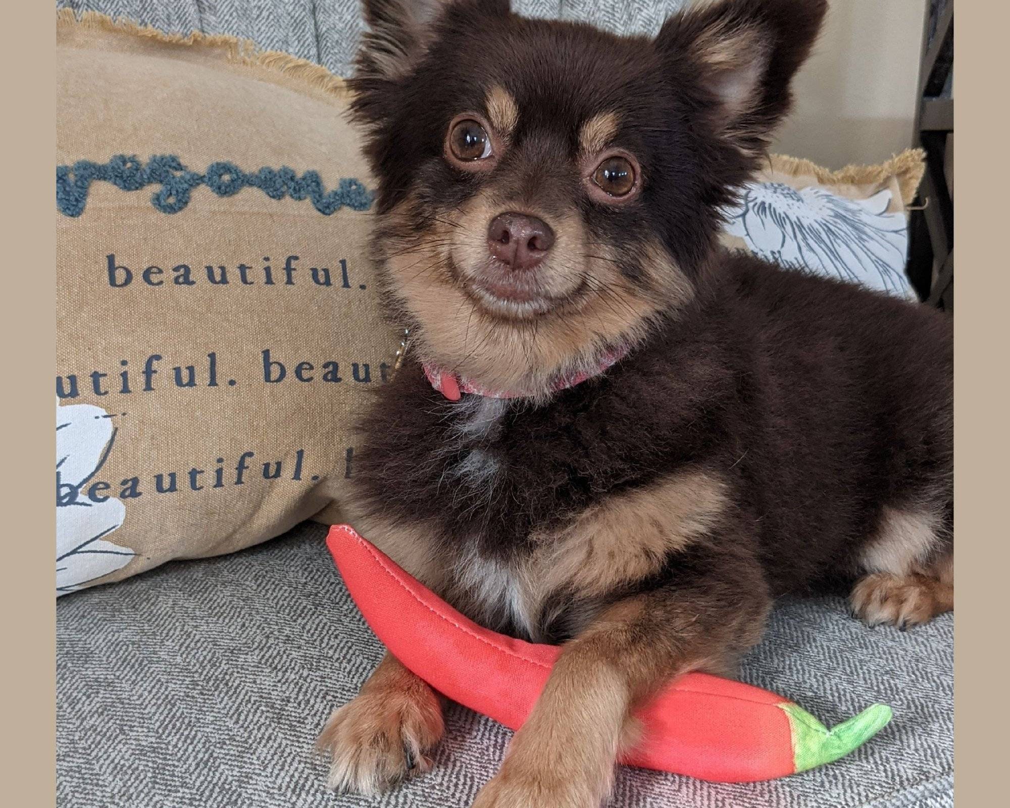 Do Dogs Like Cayenne Pepper