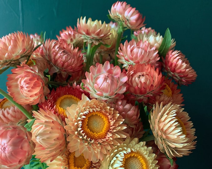 Apricot Peach Strawflower Seeds Organic, Hand Harvested, Small Batch