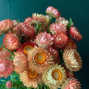 Apricot Peach Strawflower Seeds - organic, hand harvested, small batch Helichrysum Bracteantha