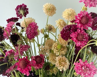 Scabiosa Seed Assortment Annual Cut Flower, organic