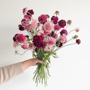 Scabiosa Seed Assortment ‘Pinky Winky Mix’ | Organic Cut Flower Annual | Pollinator Favorite